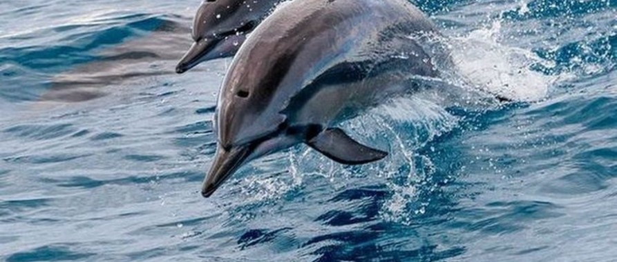 Встреча с живыми символами Геленджика: мир Черноморских дельфинов.