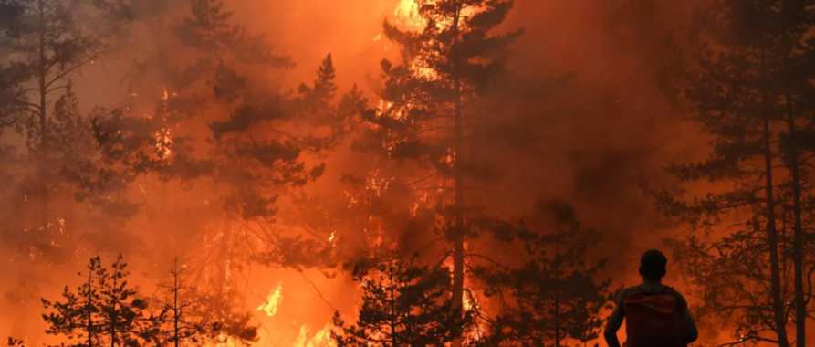 Пожароопасность в лесах Геленджика. Как обезопасить природу.