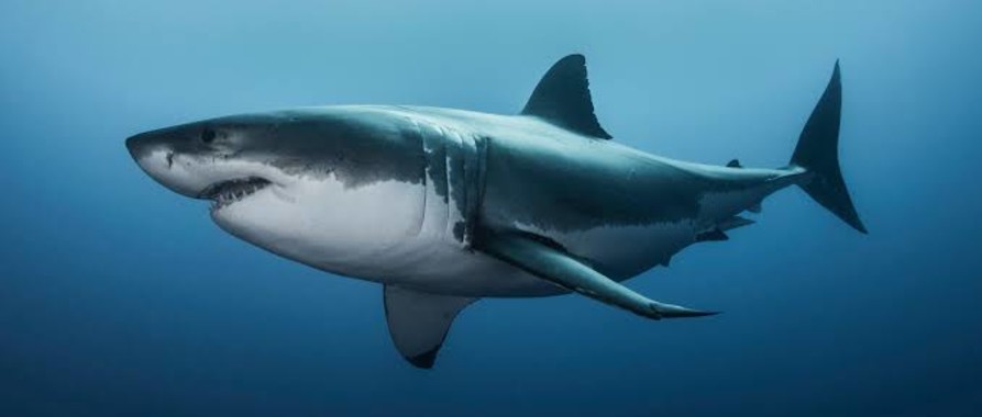Почему в бухте Геленджика нет акул. Секрет безопасности Черного моря.