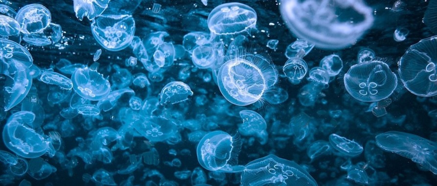 Медузы в бухте Геленджика. Сверкающие красоты: стоит ли опасаться?