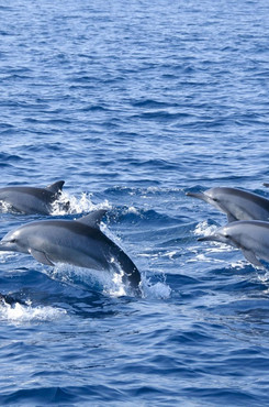 «По следам дельфинов»